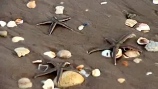 Millions of Shells @ the 