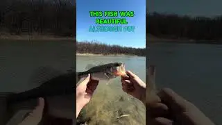 CRAZY LURE!!!!🤯🤯🦞🌱🎣 #shorts #fishing #review