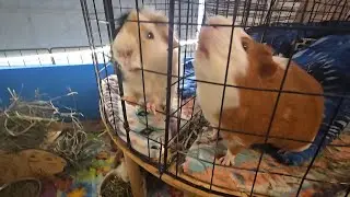 Guinea Pig Balcony 