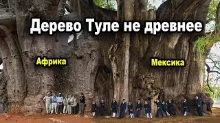 Дерево Туле не древнее