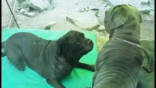 Neo Dad and Neapolitan Mastiff Mum Cleo Play like Teenagers!