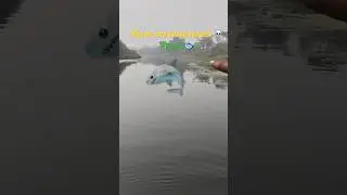 River me dikhai di blue whale 🐳 fish 🤯☠️ #funny #shortvideo #viralvideo #funnyreel #funniestvideo