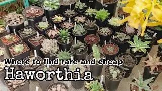 BSU Orchidarium and Ornamentals: Haworthia, Succulents and Ornamental Plants
