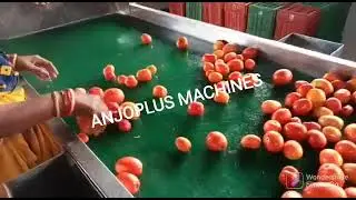 Tomato processing Machinery