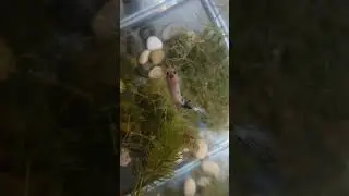 Koi betta pair, feeding time