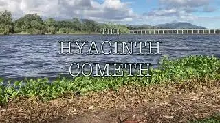 The Hyacinth Cometh