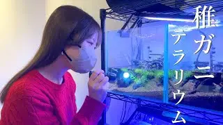 【50匹の稚ガニ共喰い？】急遽、苔テラリウムを立ち上げました　#イエローウィッチャークラブ