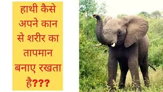 How Elephant use their ears to maintain body temperature?? #shorts #Shorts