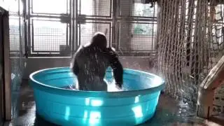 Gorilla Dancing to 
