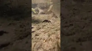 Killifish Jumping