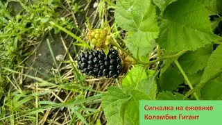 Сигналка на ежевике Коламбия Гигант/ first berry blackberry Columbia Giant
