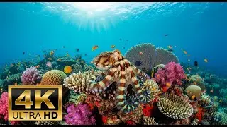 🐠 4K Coral Reef Aquarium – Peaceful Underwater Scenes with Meditation Music