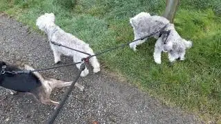 My three-headed hell hound! (No points for pronouncing Cerberus correctly).