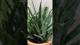 Instantly Boost Your Mood with These Plants