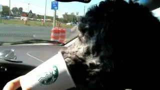 Starbucks Dog Treat the Puppuchino or Dogachino