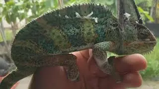 VEILED CHAMELEON Outside Climbing?? Closed Damaged Eye Rescue!