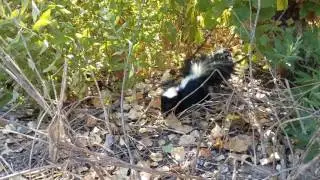 Skunk 087 wanderings