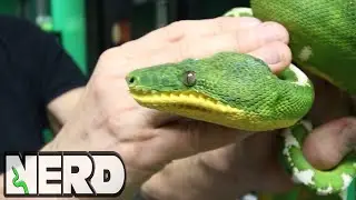 AMAZON BASIN EMERALD TREE BOA - FIRST SNAKE? - VLOG 16