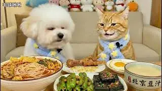 Bichon Baby and Orange Cat Food Show2  #FoodShow #asmr  #dog  #cuteanimals  puppi