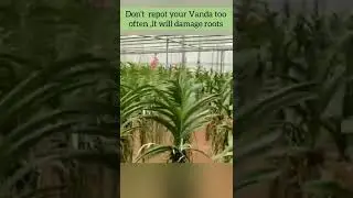 Vanda orchid care for beginners/How to grow and care for Vanda orchids easily at home/#Shorts