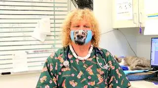 Animal Kingdom Pet Hospitals Covid 19 Status...
