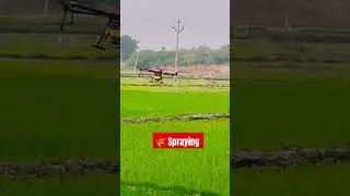 Paddy crop spraying #agriculturedrone