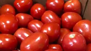 Is Frost Coming?! Morning Harvest | Sbeck Traditions
