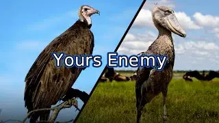 Most Dangerous Birds | Azhar ali Info