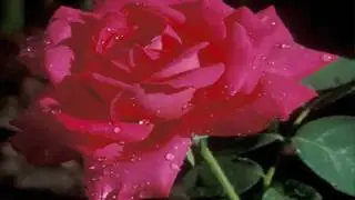 Dr.Lewis Baskins BlogVideo.mp4
