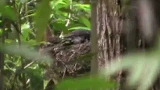 South Island Robin