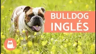 BULLDOG INGLÉS - Características y CUIDADOS