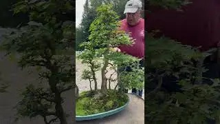 35 year old Trident maple forest #bonsai