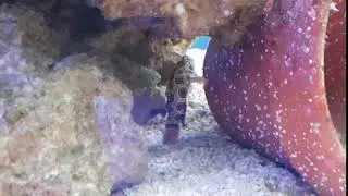 Spotted Mandarin (Target Mandarin) Dragonet @ The Tank Life 1/11/2020