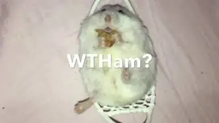 WTHam  + Happy Hamster loves eating in her baby chair!