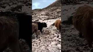 Gazing at Highland Coos, Scottish Highlands, MacBackpackers from Jodie H. 🏴󠁧󠁢󠁳󠁣󠁴󠁿