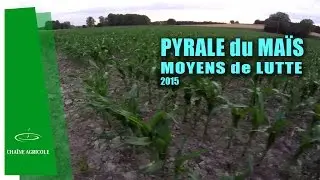 Lutte contre la pyrale, insecte ravageur du ma&iuml;s