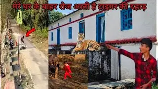 Tiger Attack Live 🐯 मेरे घर के बाहर रोज आती है टाइगर की दहाड़😱 !!