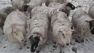 Curious or just hungry sheep in the Peak District