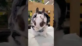 Chuck Bunny... Cleaning face after eating a big Grape