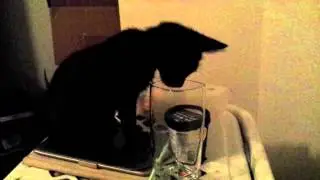 cute kitten does cute things