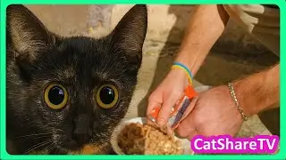 Бездомная Кошка Луна Живет На Помощь Зрителей!