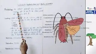 morphology, anatomy, nutrition, respiration, reproduction in Cockroach