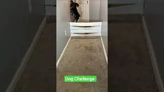 Dog Challenge 🐕🐕 #pets #challenge