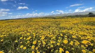 [WILDFLOWERS🌼-California] Carrizo Plain & Shell creek 2023