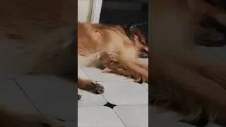dreaming dog. do #dogs dream?  check this out