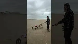 A grand day out to the beach with the disabled dogs 