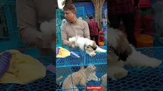 galiff street pet market | dog market Kolkata #shrots #dog #petmarket #galiffstreet