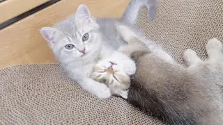 Этот котенок такой милый, ведь он умело укладывает спать другого котенка!