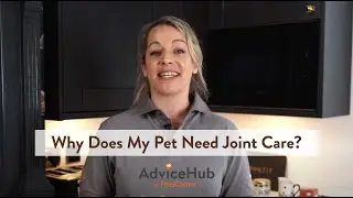 Why Does My Pet need Joint Care?