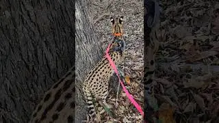 Ворчуны, уголки, щели, парки и Pouncer #pouncerthecat #cat #bughunt #catsexploring #cuteanimals